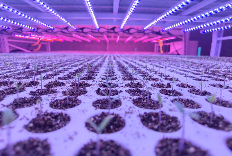 喜报,上海三思,斩获三项行业大奖,引领,LED,数智农业,创新潮流​